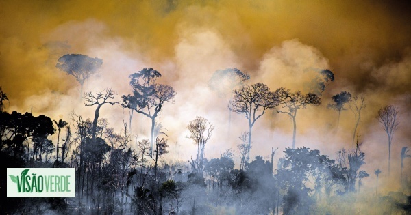 Ainda vamos a tempo de salvar a Amazónia? Ponto de não retorno pode estar ao virar da esquina